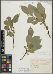Foto von Salix appendiculata Vill. x Salix glabra Scop.